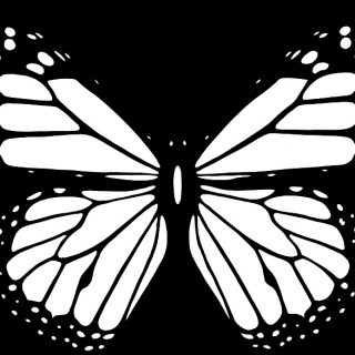 Бабочка чб рисунок и картинки красивые013