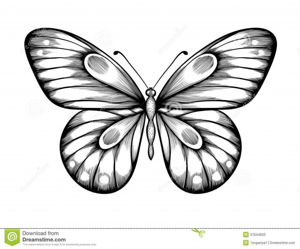 Бабочка чб рисунок и картинки красивые019