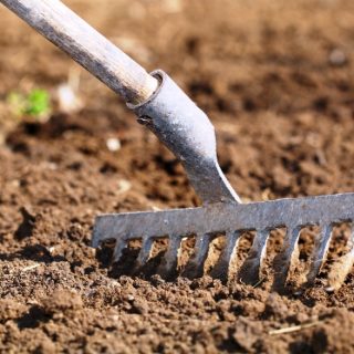 Как выбрать место и подготовить почву для посадки картофеля