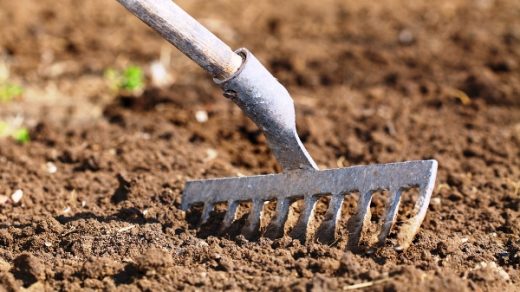 Как выбрать место и подготовить почву для посадки картофеля