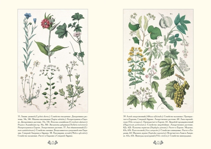 Картинки ботанический атлас растений004