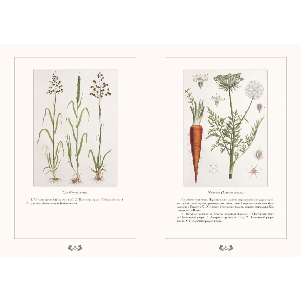 Картинки ботанический атлас растений007