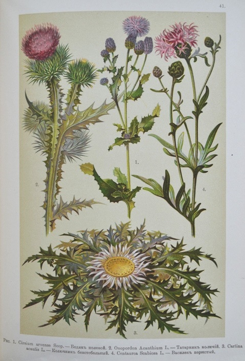 Картинки ботанический атлас растений009