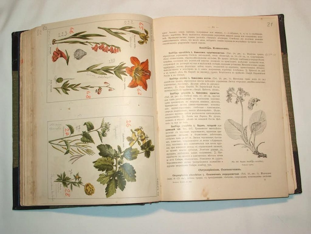 Картинки ботанический атлас растений012