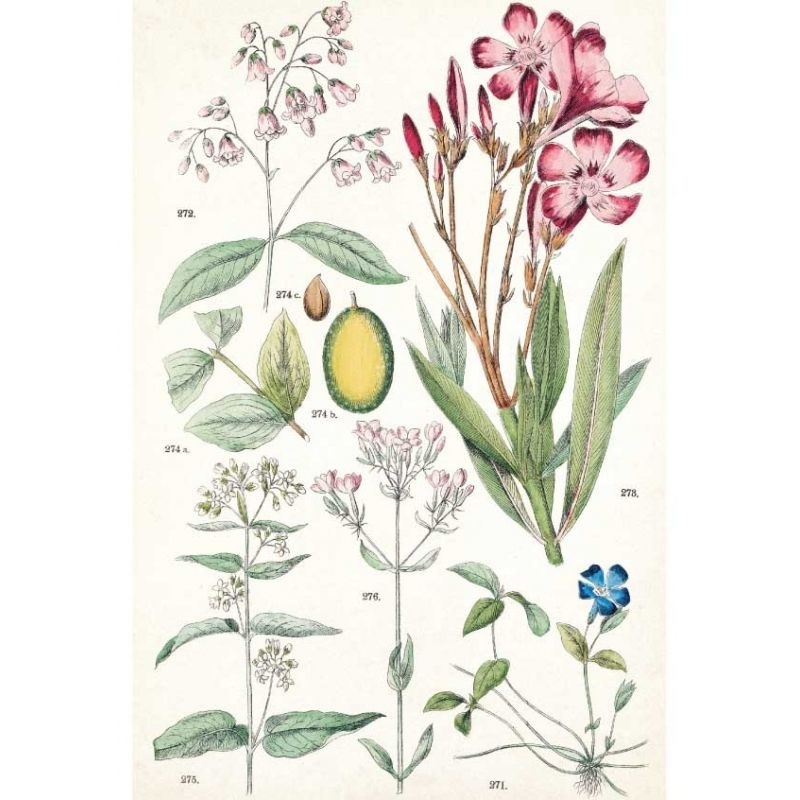 Картинки ботанический атлас растений013