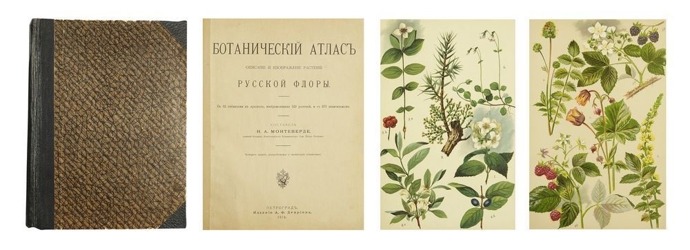 Картинки ботанический атлас растений015