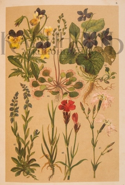 Картинки ботанический атлас растений016