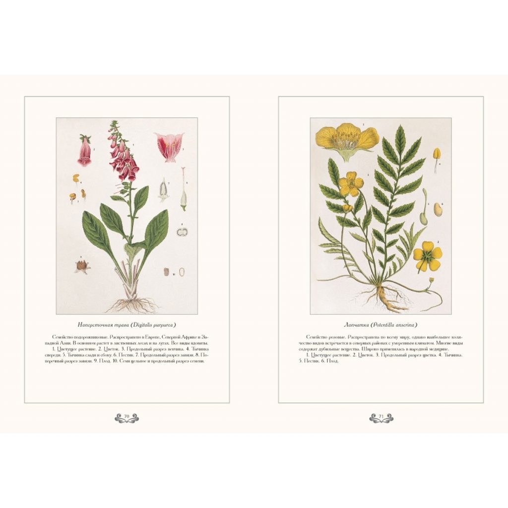 Картинки ботанический атлас растений018