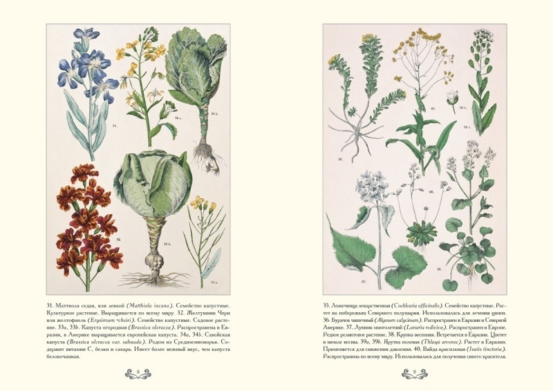 Картинки ботанический атлас растений023