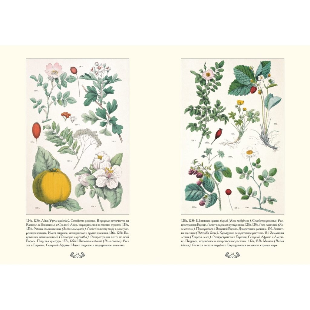 Картинки ботанический атлас растений024