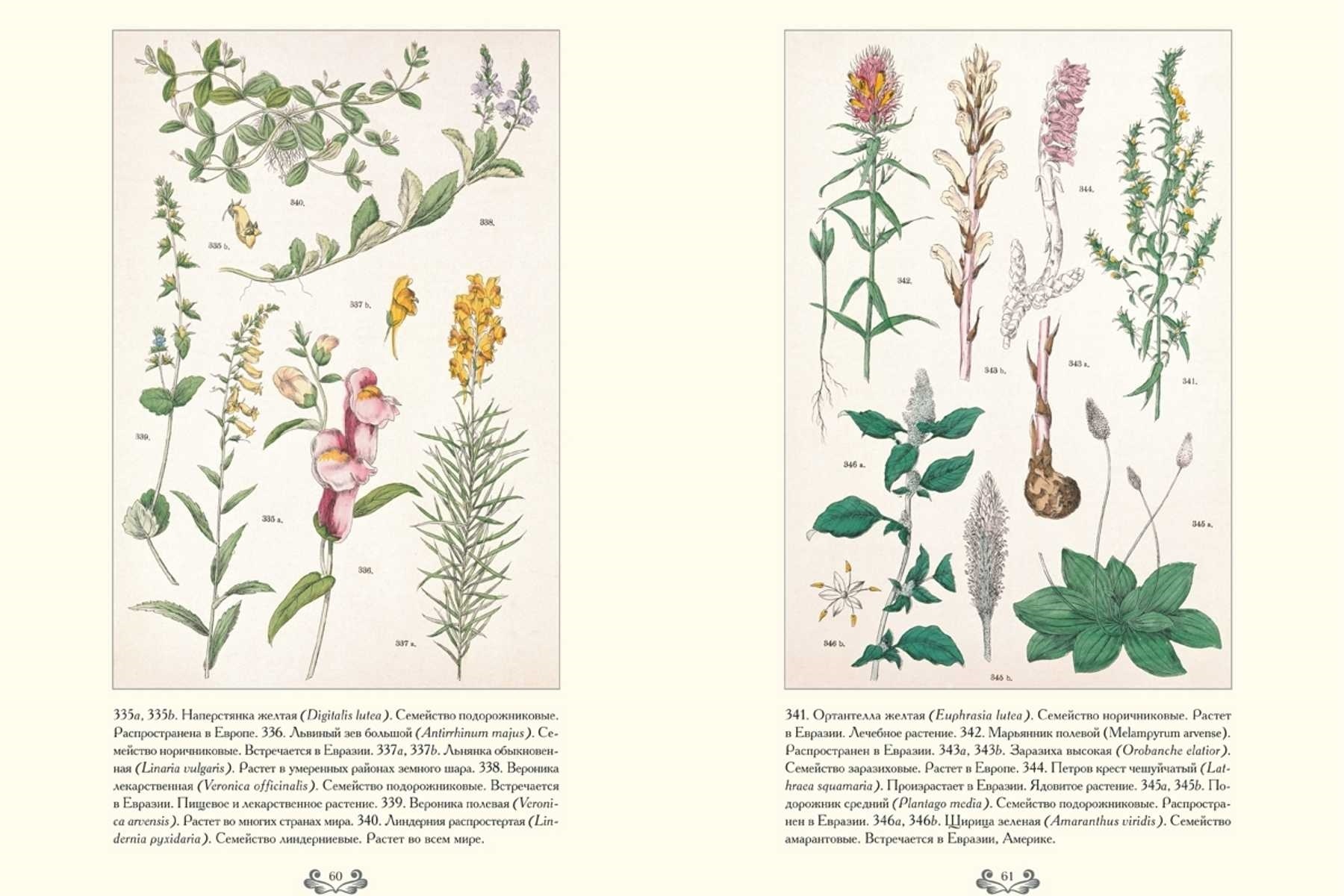 Картинки ботанический атлас растений025