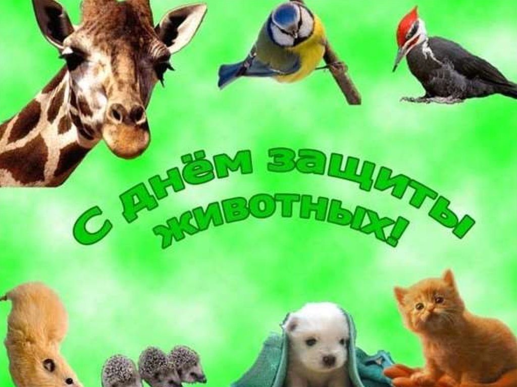 Картинки на всемирный день животных 4 октября017