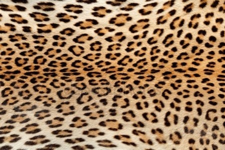 Красивые картинки леопардовый фон003