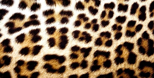 Красивые картинки леопардовый фон005