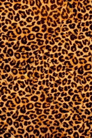 Красивые картинки леопардовый фон021