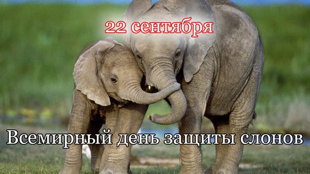 Красивые картинки на всемирный день защиты слонов (13)