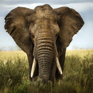 Красивые картинки на всемирный день защиты слонов (17)