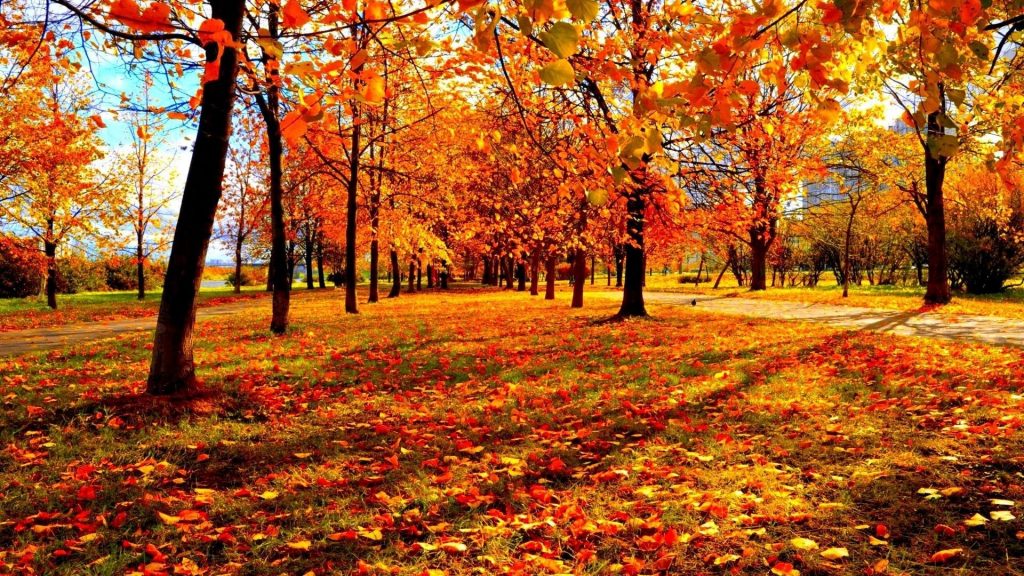 autumn forest nature fall desktop backgrounds Best of Fall Lands