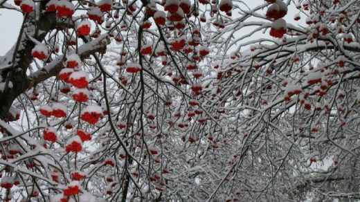 Красивые фото зимнего вида из окна005