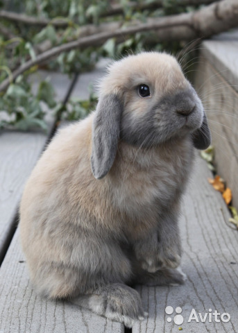 Кролики красивые картинки и фото (1)