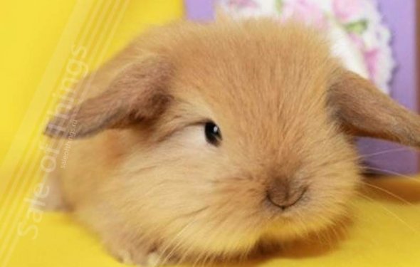 Кролики красивые картинки и фото (10)