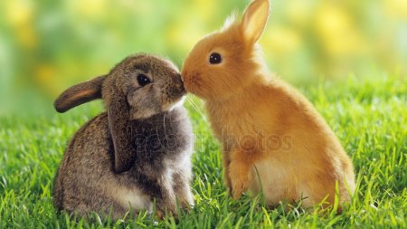 Кролики красивые картинки и фото (11)
