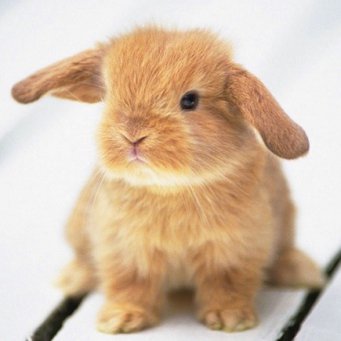 Кролики красивые картинки и фото (13)