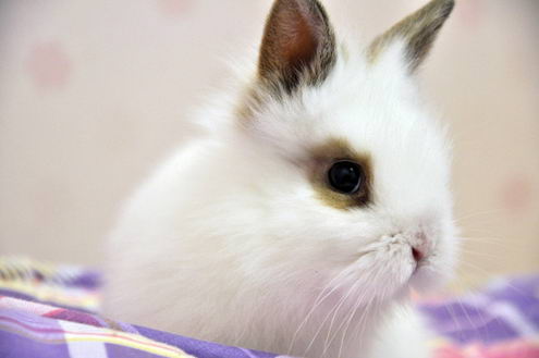 Кролики красивые картинки и фото (15)