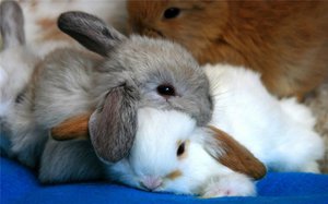 Кролики красивые картинки и фото (17)
