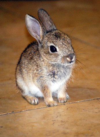 Кролики красивые картинки и фото (2)