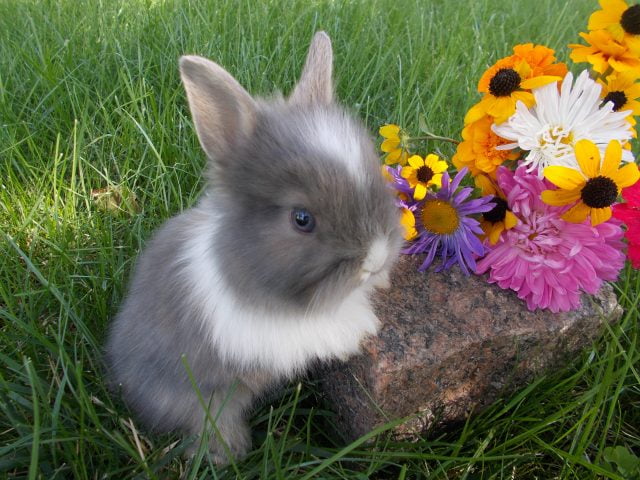 Кролики красивые картинки и фото (21)