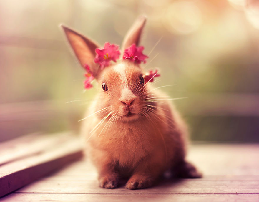 Кролики красивые картинки и фото (23)