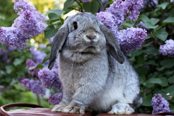 Кролики красивые картинки и фото (27)