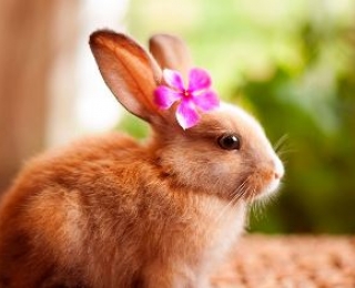 Кролики красивые картинки и фото (28)