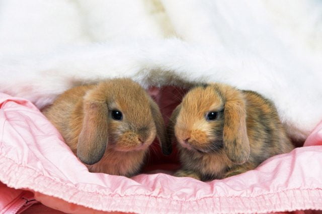 Кролики красивые картинки и фото (5)
