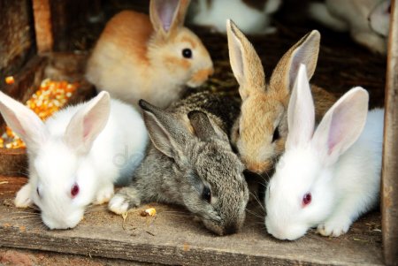 Кролики красивые картинки и фото (7)
