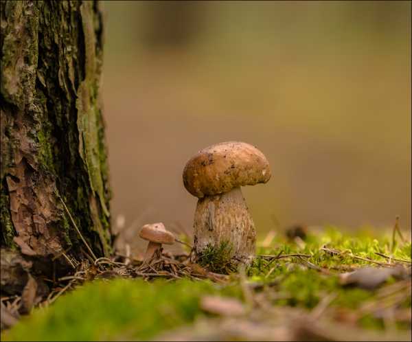 Осенний лес с грибами картинки для детей (15)