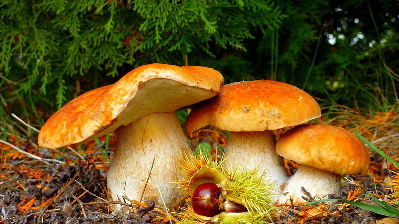 Осенний лес с грибами картинки для детей (18)