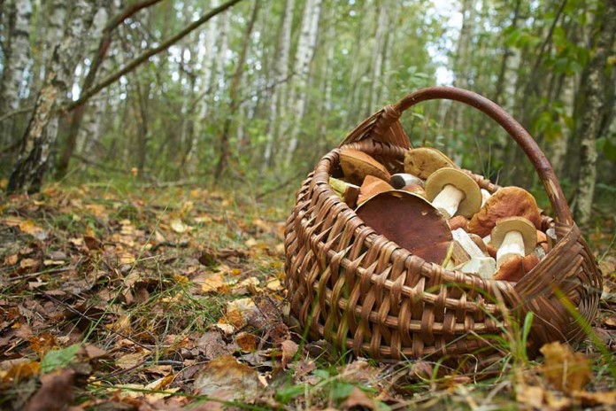 Осенний лес с грибами картинки для детей (3)