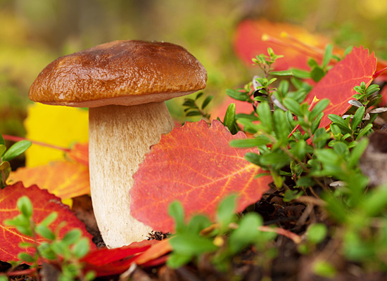 Осенний лес с грибами картинки для детей (4)