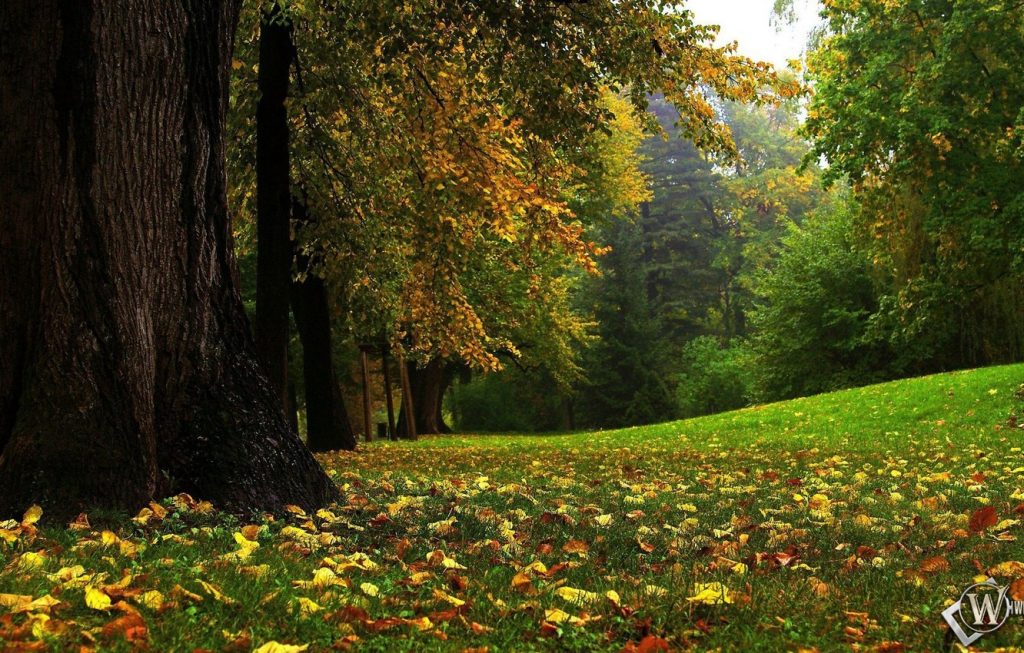 Осень в лесу фото на рабочий стол - самые лучшие (4)
