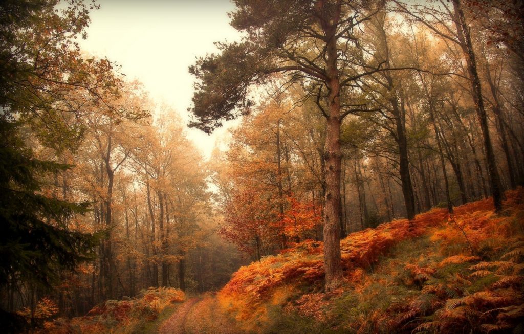 Осень в лесу фото на рабочий стол - самые лучшие (5)