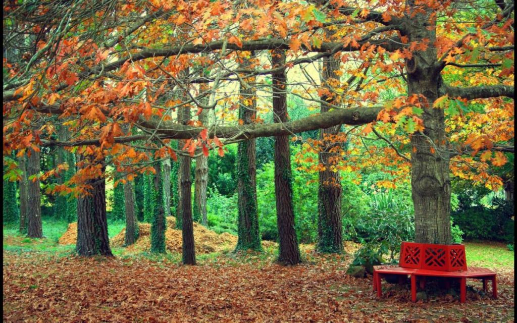 Осень в лесу фото на рабочий стол - самые лучшие (6)