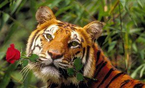 Открытки и картинки поздравления с днем тигра (11)