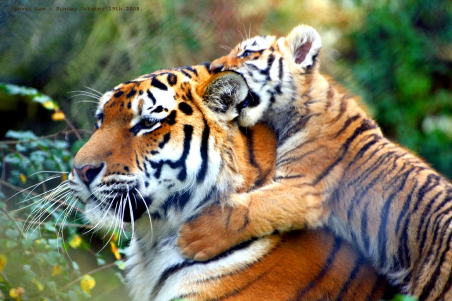Открытки и картинки поздравления с днем тигра (14)