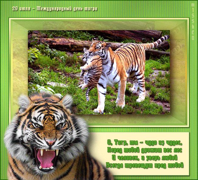 Открытки и картинки поздравления с днем тигра (16)