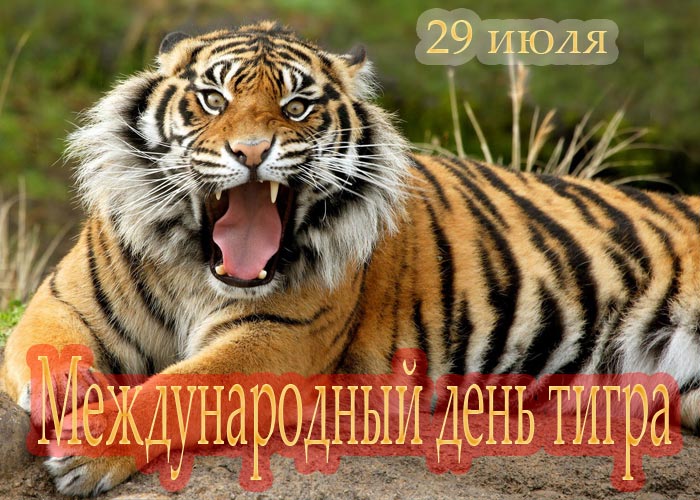 Открытки и картинки поздравления с днем тигра (19)