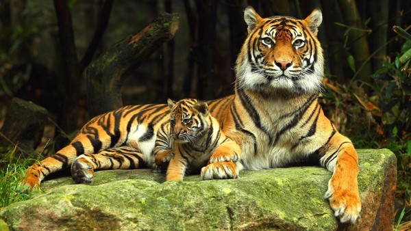 Открытки и картинки поздравления с днем тигра (4)