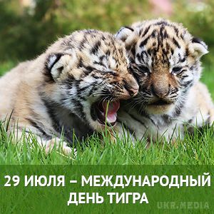 Открытки и картинки поздравления с днем тигра (9)