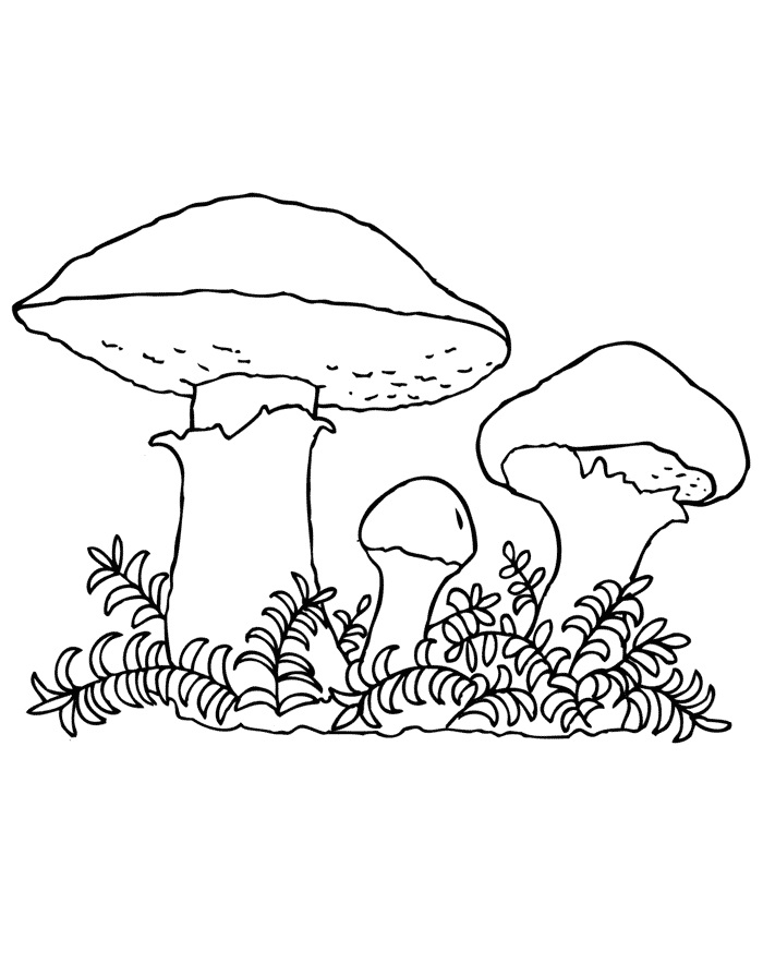 Пенек с грибами раскраска для детей014